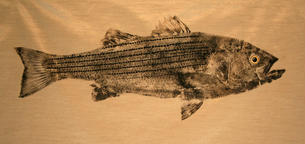 Original art gyotaku fish prints - Striped Bass on gold silk