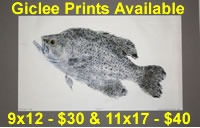 Crappie Giclee Prints