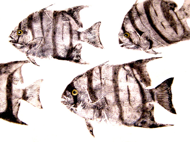 Atlantic Spadefish Fishing - spadefish art