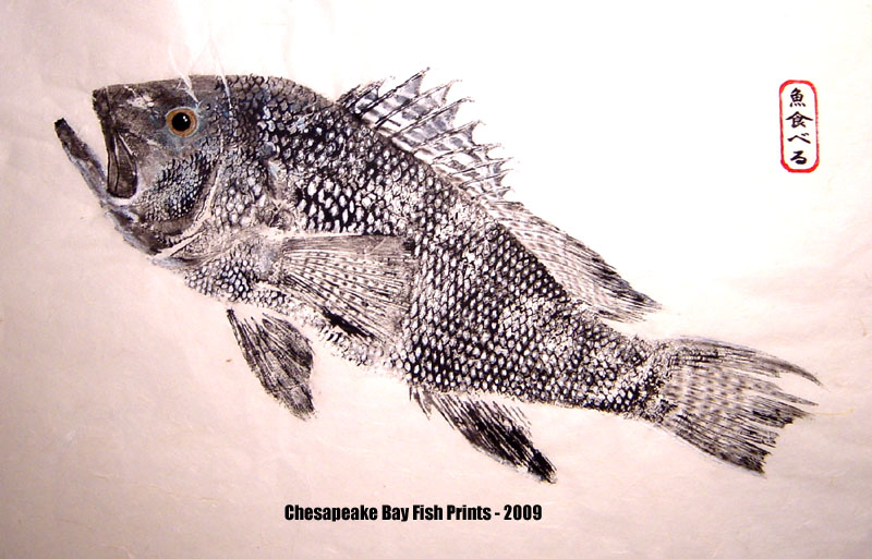 Black Sea Bass Fishing - sea bass art