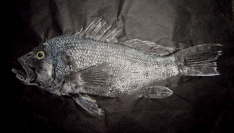 Black Sea Bass Fishing - sea bass art