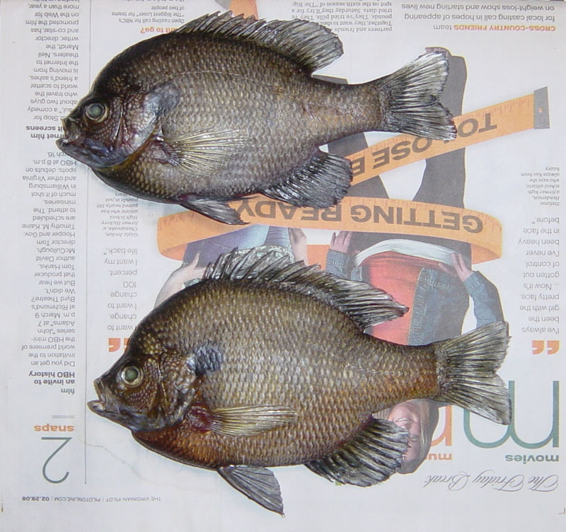 Bluegill Fishing - Bluegill art