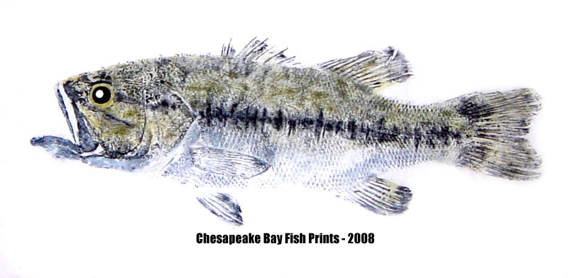 Largemouth Bass Photos and Largemouth Bass Gyotaku Fish Art by Chesapeake  Bay Fish Prints