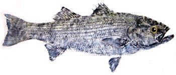 Striped Bass Fishing - rockfish art