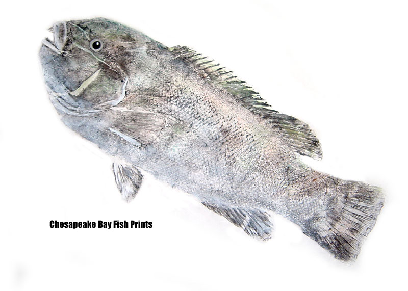 Tautog Fishing - Tautog art