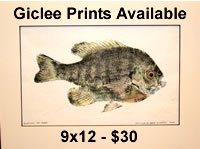 Bluegill Giclee Prints